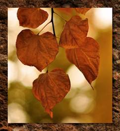 http://files.constantcontact.com/255436e8001/aa71c181-d08e-45e2-8973-430c280657bd.jpg